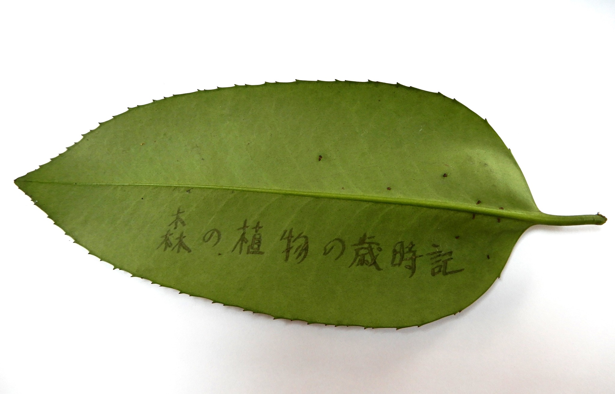 240．《タラヨウ（多羅葉）別名 ハガキノキ（葉書の木